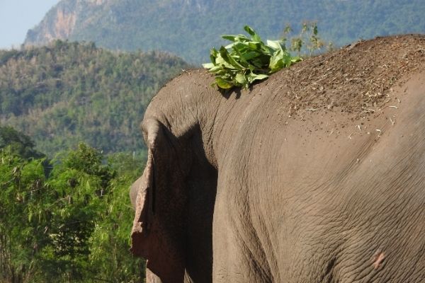stages elephants elephant vu de derriere avec feuilles sur la tete