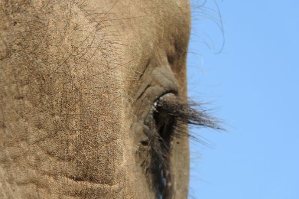stages elephants oeil elephant avec cils