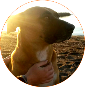 Cercle chien 2
