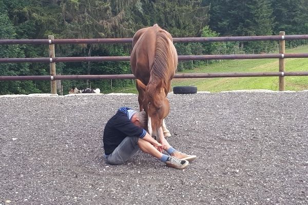 Therapie avec le cheval en liberte cheval tete en bas