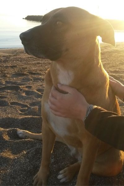 Education canine chien sur plage