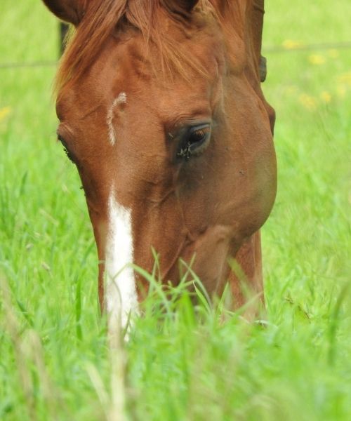 Communication animale cheval Persane broute