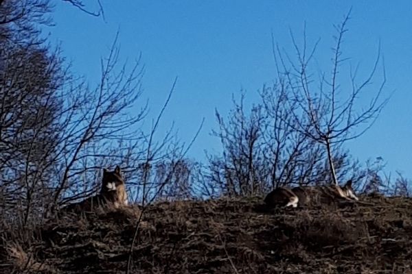 Stage resonance avec les animaux