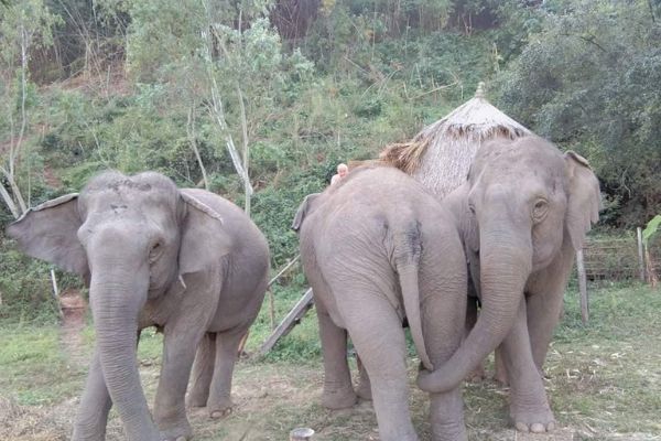 cleanimalestageelephantschiangrai Stage elephants chiangrai trois elephants de face