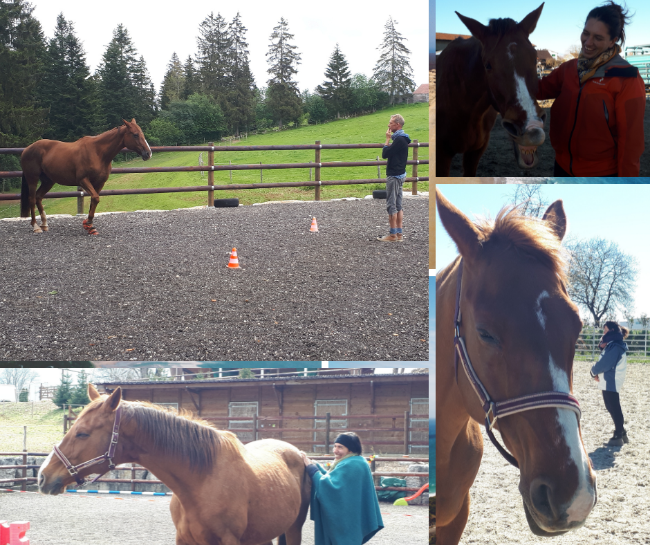 Therapie avec le cheval témoignage